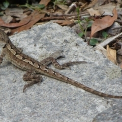 Amphibolurus muricatus (Jacky Lizard) at Jervis Bay, JBT - 8 Dec 2013 by christinemrigg