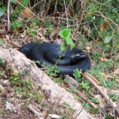 Pseudechis porphyriacus (Red-bellied Black Snake) at Woollamia, NSW - 10 Mar 2012 by christinemrigg