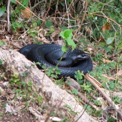 Pseudechis porphyriacus (Red-bellied Black Snake) at Woollamia, NSW - 10 Mar 2012 by christinemrigg