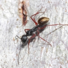 Camponotus suffusus (Golden-tailed sugar ant) at Acton, ACT - 30 May 2019 by TimL