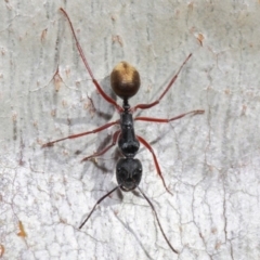 Camponotus suffusus at Acton, ACT - 30 May 2019 01:07 PM