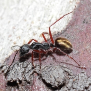 Camponotus suffusus at Acton, ACT - 30 May 2019 01:07 PM