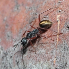 Camponotus suffusus at Acton, ACT - 30 May 2019 01:07 PM