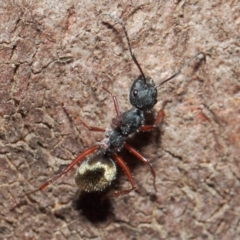 Camponotus suffusus (Golden-tailed sugar ant) at Acton, ACT - 30 May 2019 by TimL