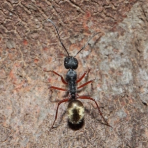 Camponotus suffusus at Acton, ACT - 30 May 2019