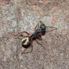 Camponotus suffusus at Acton, ACT - 30 May 2019