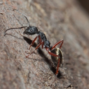 Camponotus suffusus at Acton, ACT - 30 May 2019