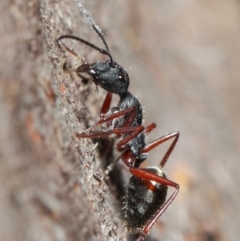 Camponotus suffusus at Acton, ACT - 30 May 2019 01:13 PM