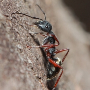 Camponotus suffusus at Acton, ACT - 30 May 2019