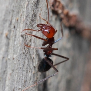 Iridomyrmex purpureus at Acton, ACT - 30 May 2019 01:14 PM