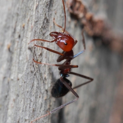 Iridomyrmex purpureus (Meat Ant) at Acton, ACT - 30 May 2019 by TimL