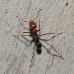 Iridomyrmex purpureus at Acton, ACT - 30 May 2019 01:14 PM