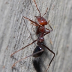 Iridomyrmex purpureus at Acton, ACT - 30 May 2019 01:14 PM