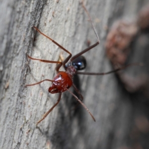 Iridomyrmex purpureus at Acton, ACT - 30 May 2019 01:14 PM