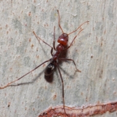 Iridomyrmex purpureus at Acton, ACT - 30 May 2019 01:14 PM