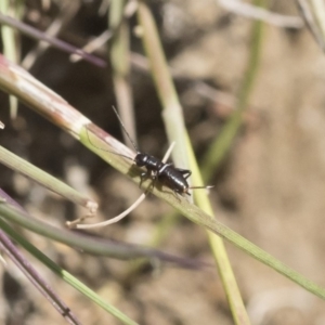 Teleogryllus commodus at Michelago, NSW - 3 Dec 2018