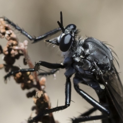 Apothechyla sp. (genus) (Robber fly) at Michelago, NSW - 7 Dec 2018 by Illilanga