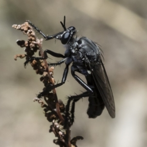 Apothechyla sp. (genus) at Michelago, NSW - 7 Dec 2018 12:13 PM