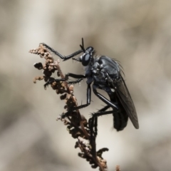 Apothechyla sp. (genus) at Michelago, NSW - 7 Dec 2018 12:13 PM