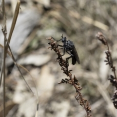 Apothechyla sp. (genus) at Michelago, NSW - 7 Dec 2018 12:13 PM