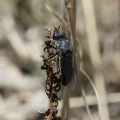 Apothechyla sp. (genus) at Michelago, NSW - 7 Dec 2018