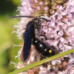 Laeviscolia frontalis (Two-spot hairy flower wasp) at Tuggeranong DC, ACT - 27 Mar 2019 by michaelb