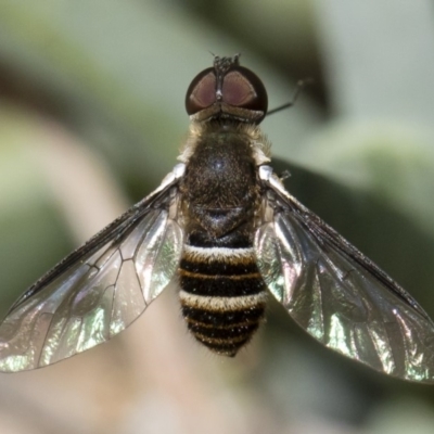 Villa sp. (genus) (Unidentified Villa bee fly) at Michelago, NSW - 18 Nov 2018 by Illilanga