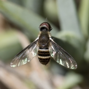 Villa sp. (genus) at Michelago, NSW - 18 Nov 2018 01:15 PM