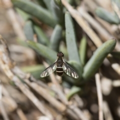 Villa sp. (genus) at Michelago, NSW - 18 Nov 2018 01:15 PM