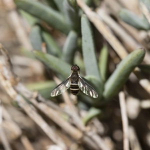 Villa sp. (genus) at Michelago, NSW - 18 Nov 2018 01:15 PM