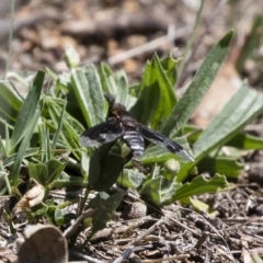 Balaana sp. (genus) (Bee Fly) at Michelago, NSW - 12 Jan 2019 by Illilanga