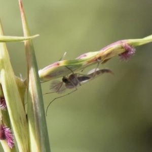 Chironomidae (family) at Michelago, NSW - 12 Jan 2019 08:09 AM