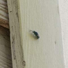 Chrysididae (family) (Cuckoo wasp or Emerald wasp) at Michelago, NSW - 29 Dec 2018 by Illilanga