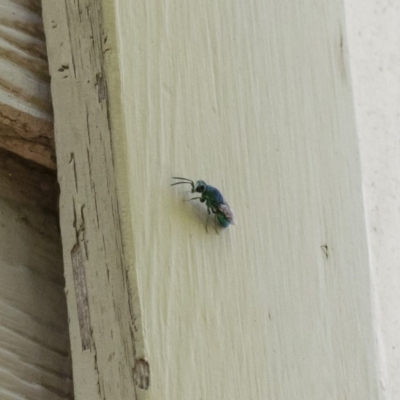 Chrysididae (family) (Cuckoo wasp or Emerald wasp) at Michelago, NSW - 29 Dec 2018 by Illilanga