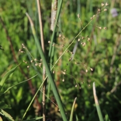 Isachne globosa (Swamp Millet) at Point Hut to Tharwa - 27 Mar 2019 by MichaelBedingfield