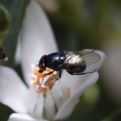 Melanina sp. (genus) (Lauxaniid fly) at Michelago, NSW - 18 Nov 2018 by Illilanga