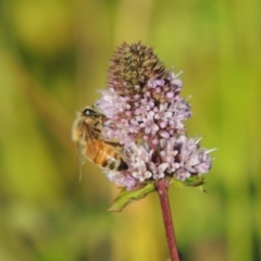 Apis mellifera (European honey bee) at Tuggeranong DC, ACT - 27 Mar 2019 by MichaelBedingfield