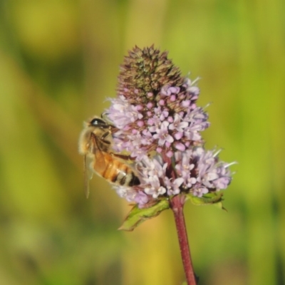 Apis mellifera (European honey bee) at Tuggeranong DC, ACT - 27 Mar 2019 by michaelb