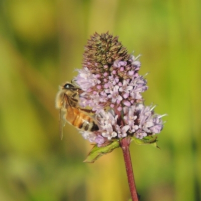 Apis mellifera (European honey bee) at Point Hut to Tharwa - 27 Mar 2019 by MichaelBedingfield