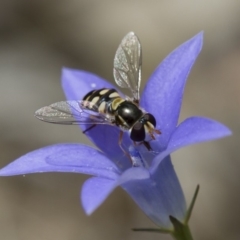 Simosyrphus grandicornis (Common hover fly) at Michelago, NSW - 5 Nov 2017 by Illilanga