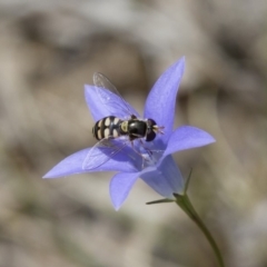 Simosyrphus grandicornis at Michelago, NSW - 5 Nov 2017 12:50 PM