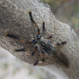 Neoaratus hercules at Michelago, NSW - 2 Nov 2018