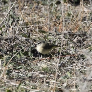 Acanthiza chrysorrhoa at Michelago, NSW - 31 May 2019