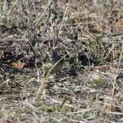 Acanthiza chrysorrhoa at Michelago, NSW - 31 May 2019