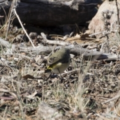 Acanthiza chrysorrhoa at Michelago, NSW - 31 May 2019