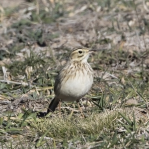 Anthus australis at Michelago, NSW - 31 May 2019 01:14 PM