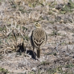 Anthus australis at Michelago, NSW - 31 May 2019 01:14 PM