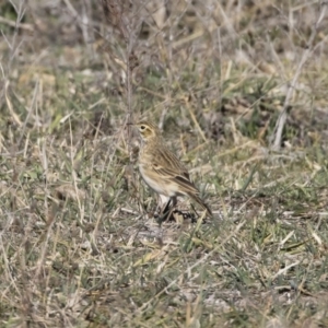 Anthus australis at Michelago, NSW - 31 May 2019 01:14 PM