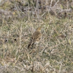 Anthus australis at Michelago, NSW - 31 May 2019 01:14 PM