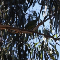 Polytelis swainsonii at Hughes, ACT - 1 Jun 2019